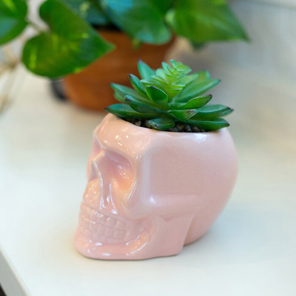 Desktop Succulent Plant in Skull Pot